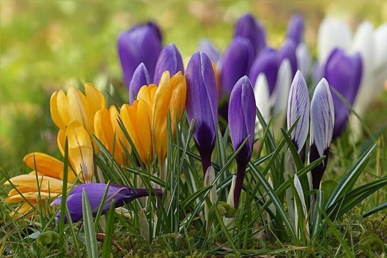 Sorprendente evolución de la Flor del Crocus a través de la carpología