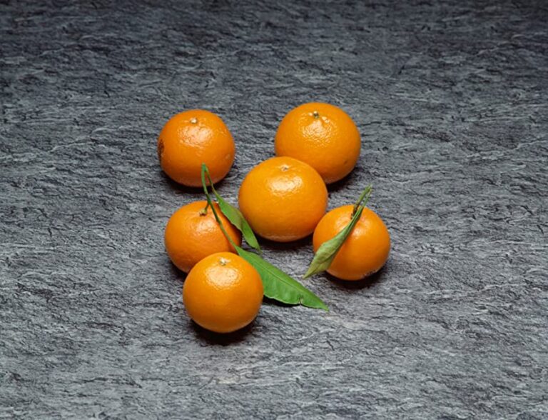 El increíble viaje de Satsuma Una historia desde sus semillas